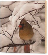 Female Cardinal In Snowy Branches Wood Print