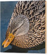 Female Duck Wood Print