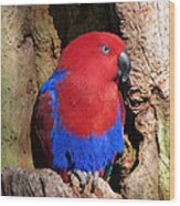 Female Eclectus Parrot Resting Wood Print