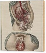 Female groin arteries, 1825 artwork Acrylic Print by Science Photo