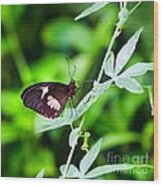 Female Pink Cattleheart Butterfly Wood Print