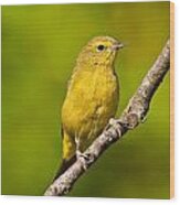 Female Yellow Warbler Wood Print
