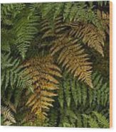 Fern Design Wood Print