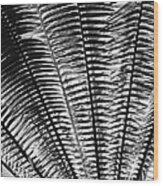 Fern Frond Wood Print