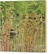 Fern In Its Growing Beauty Ii Wood Print