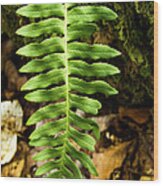 Fern Leaf Alone Wood Print