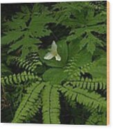 Ferns With Trllium Wood Print