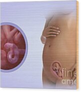 Fetal Development Week 17 Wood Print