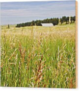 Field Of Brome Grass With Barn Wood Print