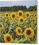 Field Of Sunflowers Wood Print