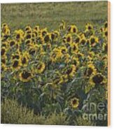 Fields Of Gold Wood Print