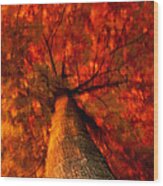 Fiery  Tree Wood Print