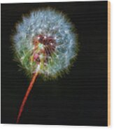 Firework Dandelion Wood Print