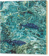Fishes In The Clear Water. Maldives Wood Print