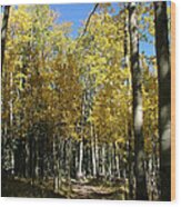 Flagstaff Aspens 802 Wood Print