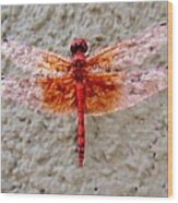 Flame Dragonfly Wood Print