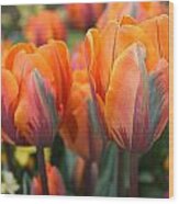 Flaming Tulips Wood Print