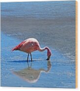 Flamingo At Lake Wood Print