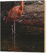 Flamingo At Rest. Wood Print