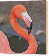 Flamingo Close Up Wood Print