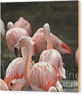 Flamingo Wood Print