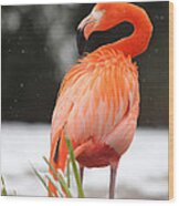 Flamingo In Snow Wood Print