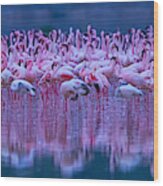 Flamingos Wood Print