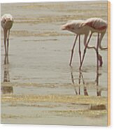 Flamingos With Reflection At Delta Del Wood Print