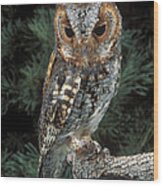 Flammulated Owl Wood Print