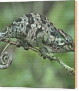 Flap-necked Chameleon Female Tanzania Wood Print