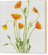 Fleurs D'oranger Wood Print
