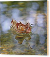 Floating Fall Leaf Wood Print