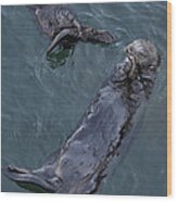 Floating Mother And Pup Sea Otters Wood Print