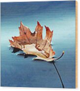 Floating Oak Leaf Wood Print