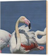 Flock Of Flamingos Wood Print