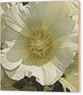 Flower Petals Of A White Flower Wood Print