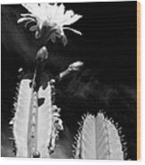 Flowering Cactus 2 Bw Wood Print