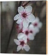 Flowering Plum 2 Wood Print