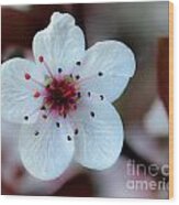 Flowering Plum Wood Print