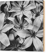 Tulipa Turkestanica In Black-and-white Wood Print