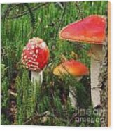 Fly Agaric Mushroom Wood Print