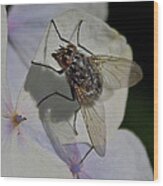Fly On Petal Wood Print