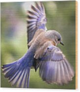 Flying Bluebird Wood Print