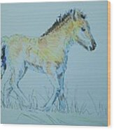 Foal Wood Print
