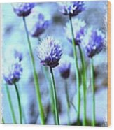 Focus On One Chive With Border Wood Print