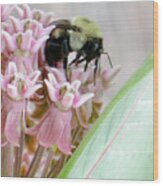 Foraging Bee Wood Print