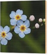 Forget Me Not Wood Print