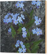 Forget-me-not Portrait Wood Print