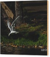 Forster's Tern 6243 F Wood Print