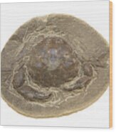 Fossil Crab (zanthopsis Vulgaris) Wood Print